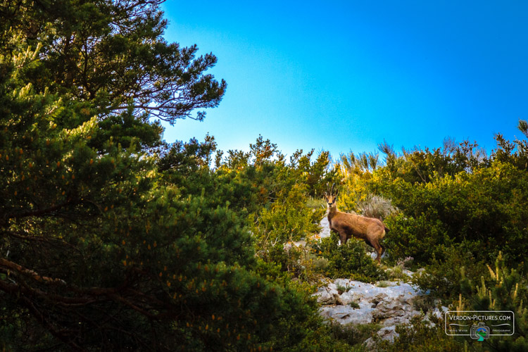 photo chamois col lecques verdon